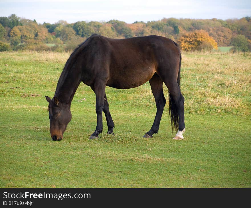 Brown  horse standing grazing  in a field