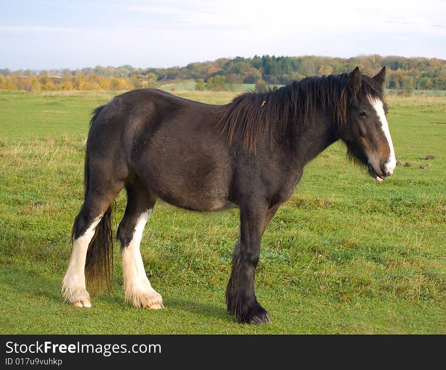 Brown and white horse standing in a field