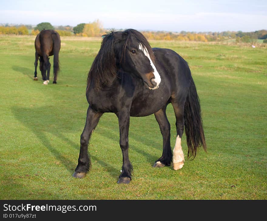 Brown and white horse standing in a field