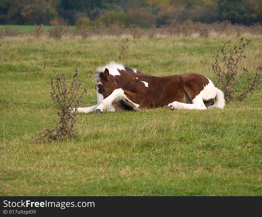 Brown and white foal starting to get up off the ground. Brown and white foal starting to get up off the ground