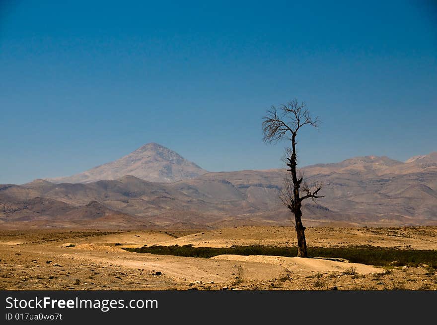 Desert tree