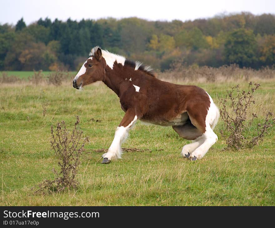 Brown and white foal getting up off the ground. Brown and white foal getting up off the ground