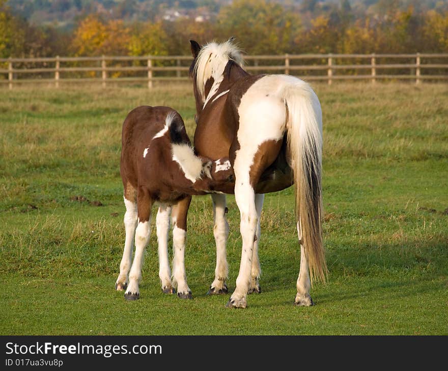 Brown and white foal feeding from mum. Brown and white foal feeding from mum