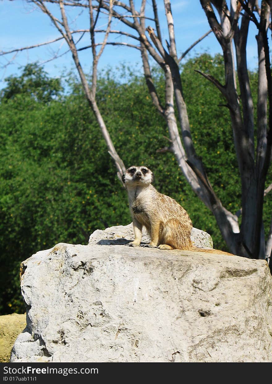 Gopher guard on the stone before his burrow. Gopher guard on the stone before his burrow