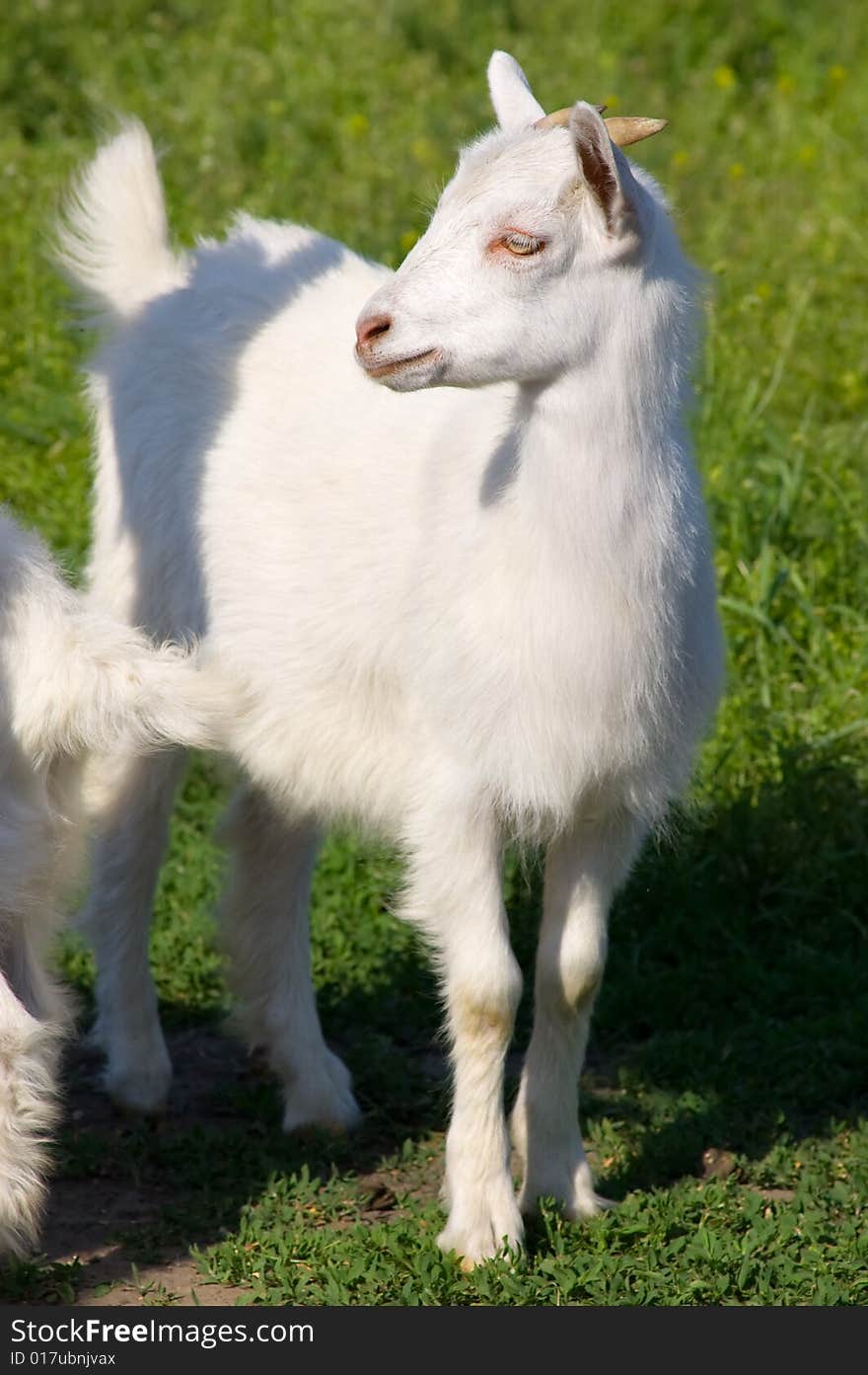 Little Young White Goat