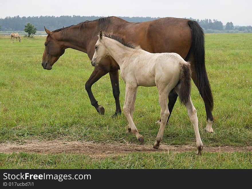 Horse with her foal