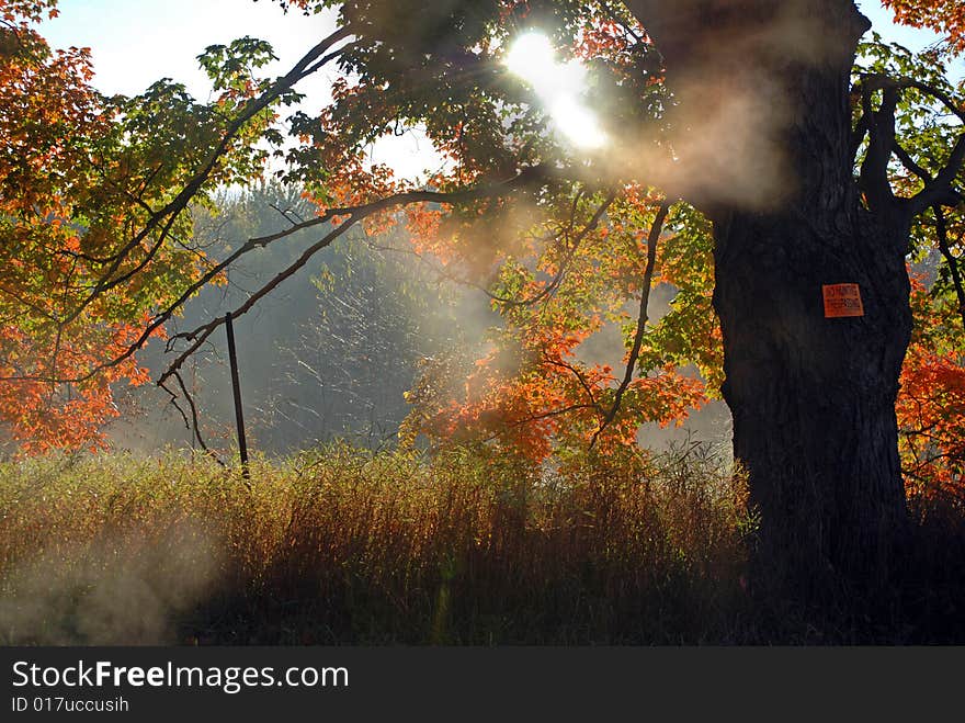 Morning mist over an autumn country field. Morning mist over an autumn country field.