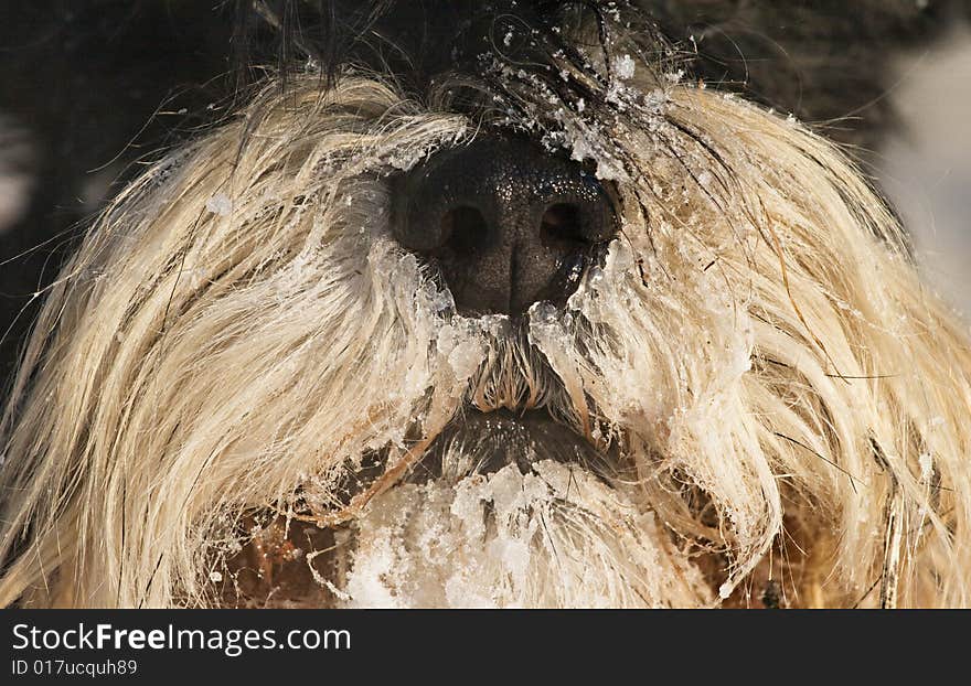 Close-up of a dog's snout covered with snow. Close-up of a dog's snout covered with snow