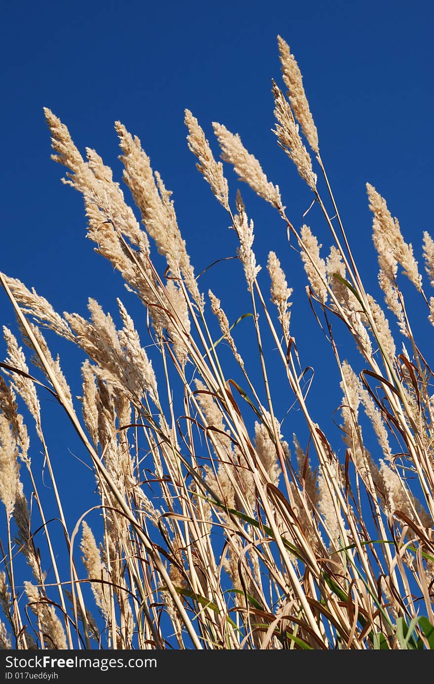 Ornamental grass and blue sky