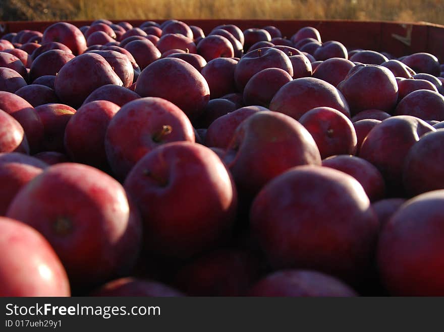 A bowl of fresh picked red apples. A bowl of fresh picked red apples