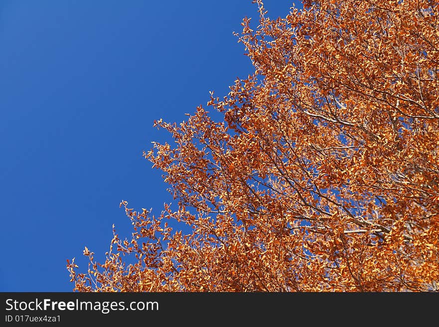 Abruzzo Autumn Trees