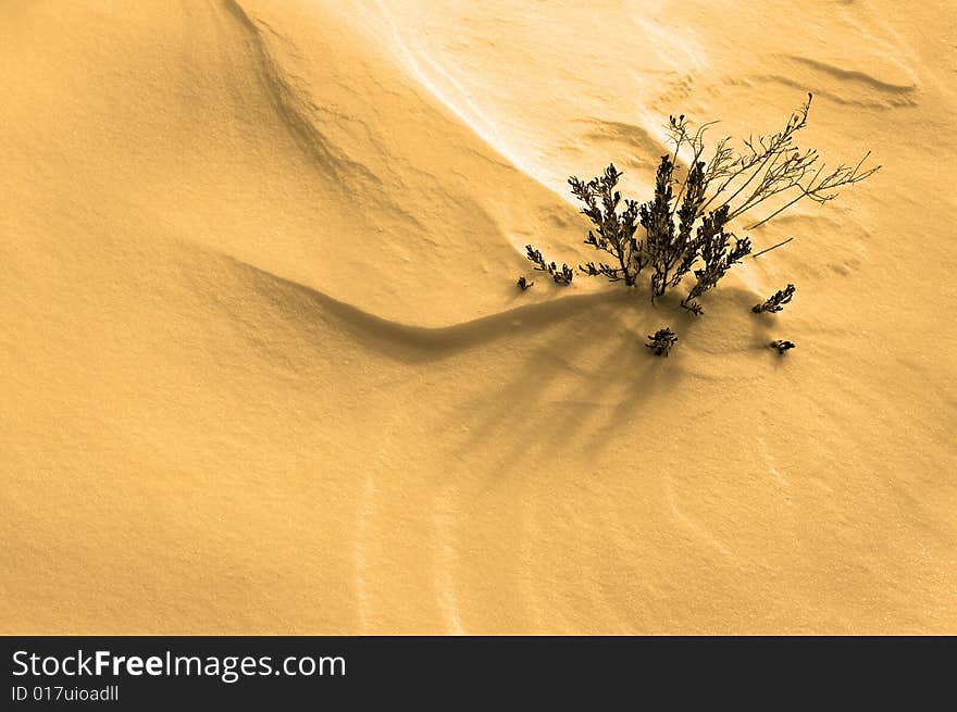 Sandy Beach Plant