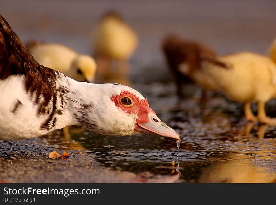 Mother of muscovy ducklings drinks from puddle in hospital parking lot in Jupiter, Florida. Mother of muscovy ducklings drinks from puddle in hospital parking lot in Jupiter, Florida