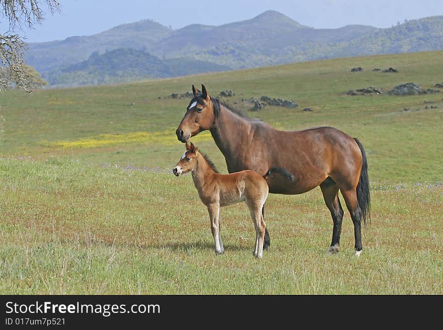 Mare and Filly