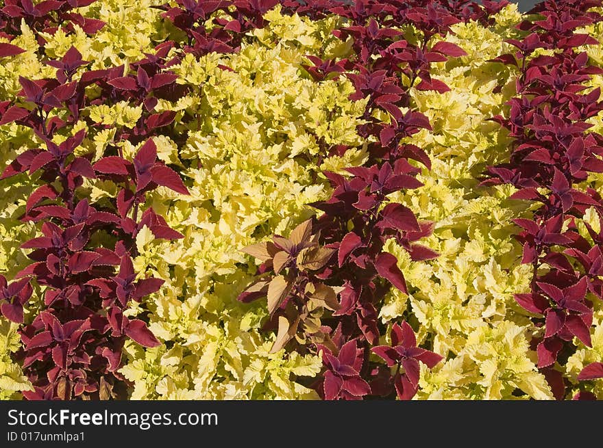 Beautiful foliage of red and yellow for background. Beautiful foliage of red and yellow for background