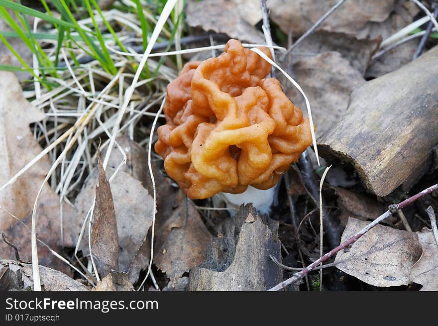 Gyromitra esculenta