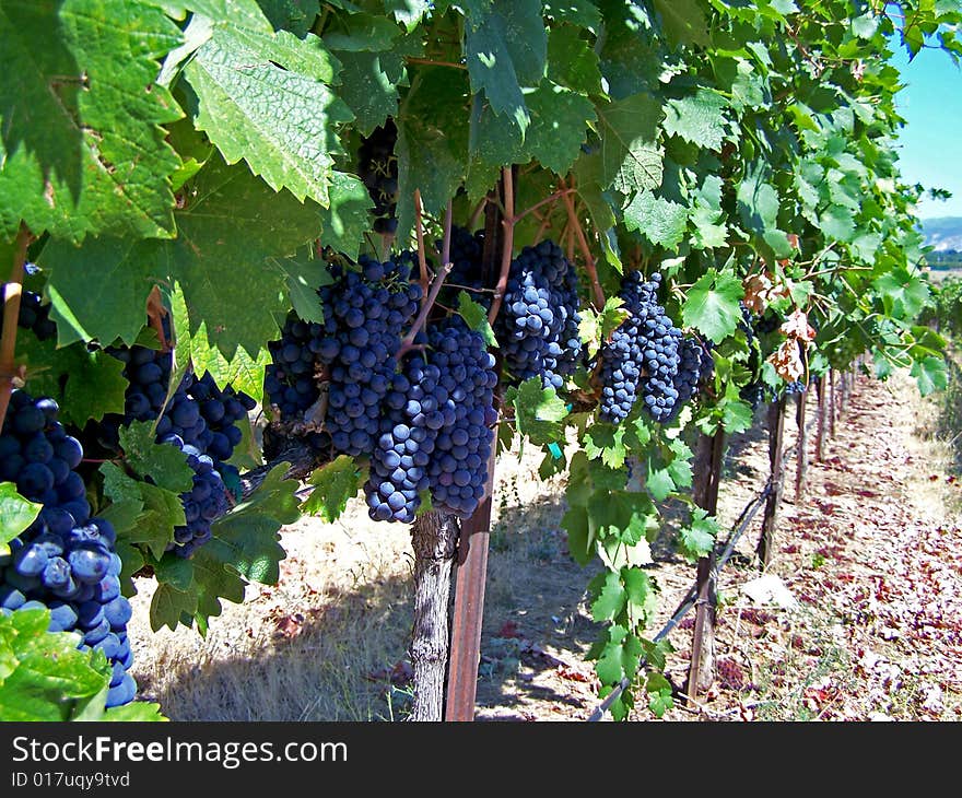 Row of ripened purple grapes growing on the vine. Row of ripened purple grapes growing on the vine