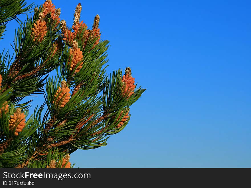 The dragonfly has sat down on young fir cones. The dragonfly has sat down on young fir cones