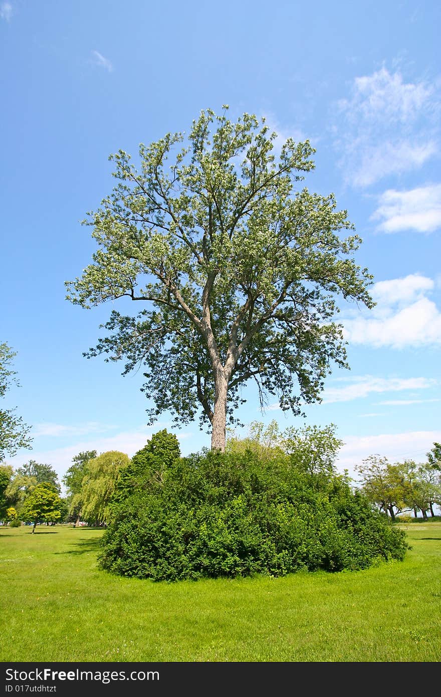 Tree in Park