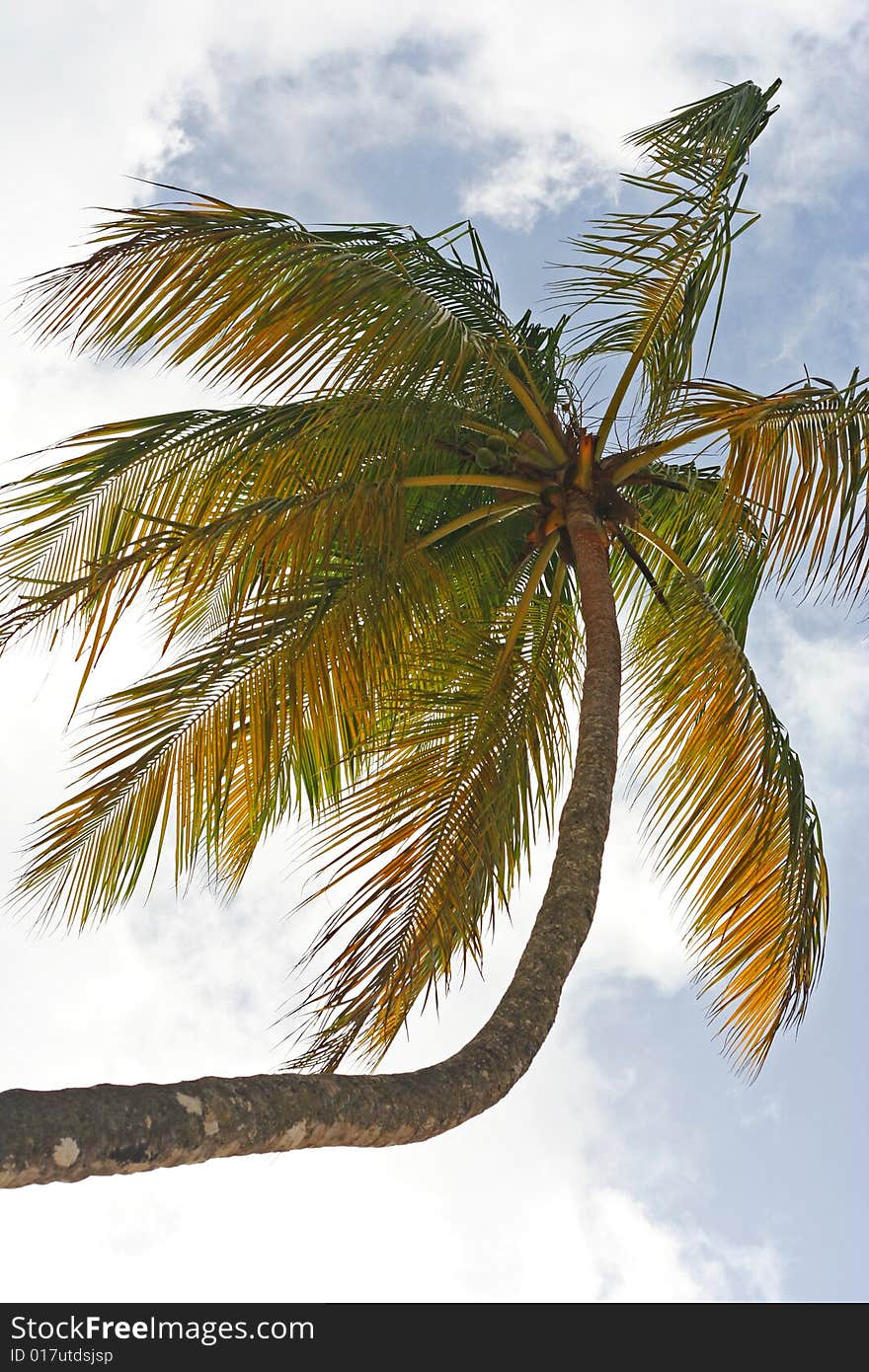 Palm tree from looking upwards towards against a blue sky. Palm tree from looking upwards towards against a blue sky.