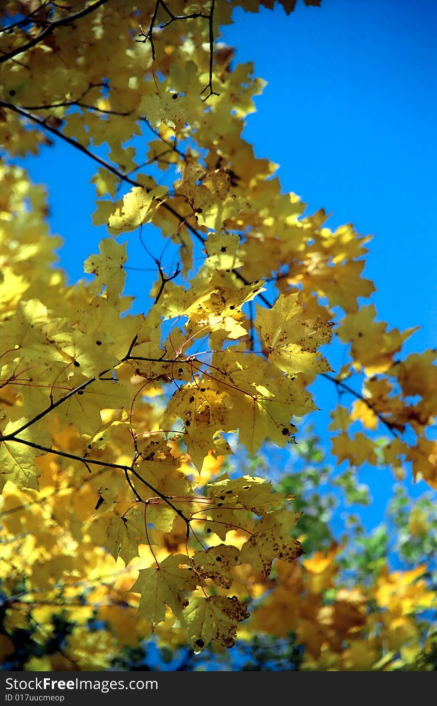 Autumn maple leaves aganst blue sky. Autumn maple leaves aganst blue sky