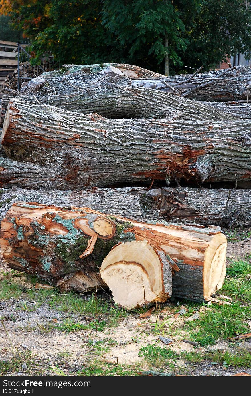 The peeled off wooden log at timber background. The peeled off wooden log at timber background