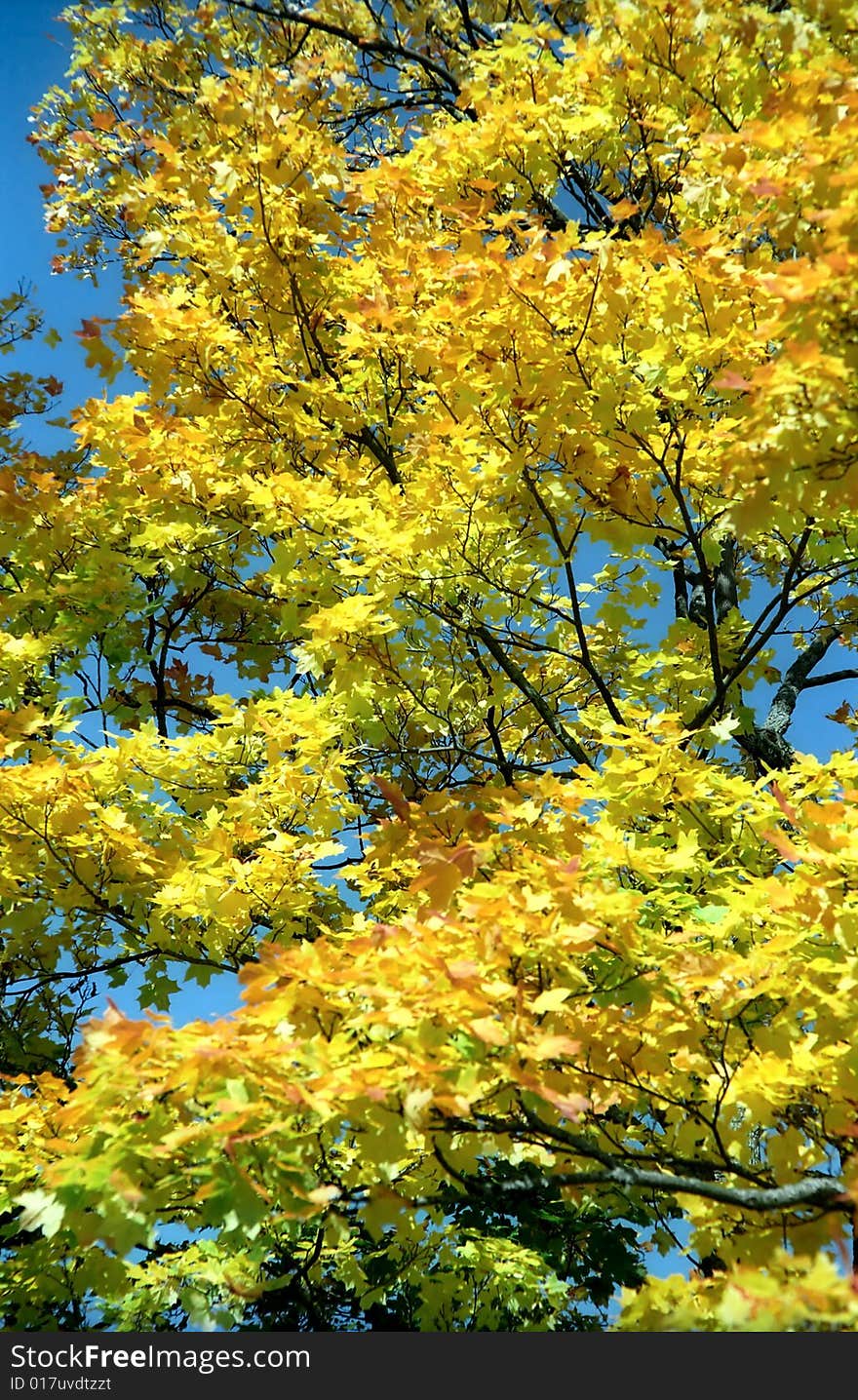 Autumn yellow background of maple tree. Autumn yellow background of maple tree