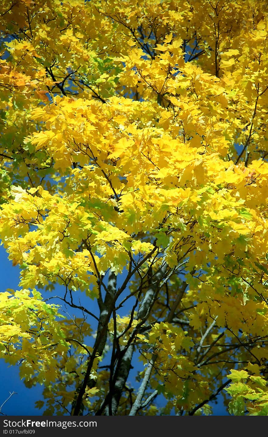 Autumn yellow background of maple tree. Autumn yellow background of maple tree