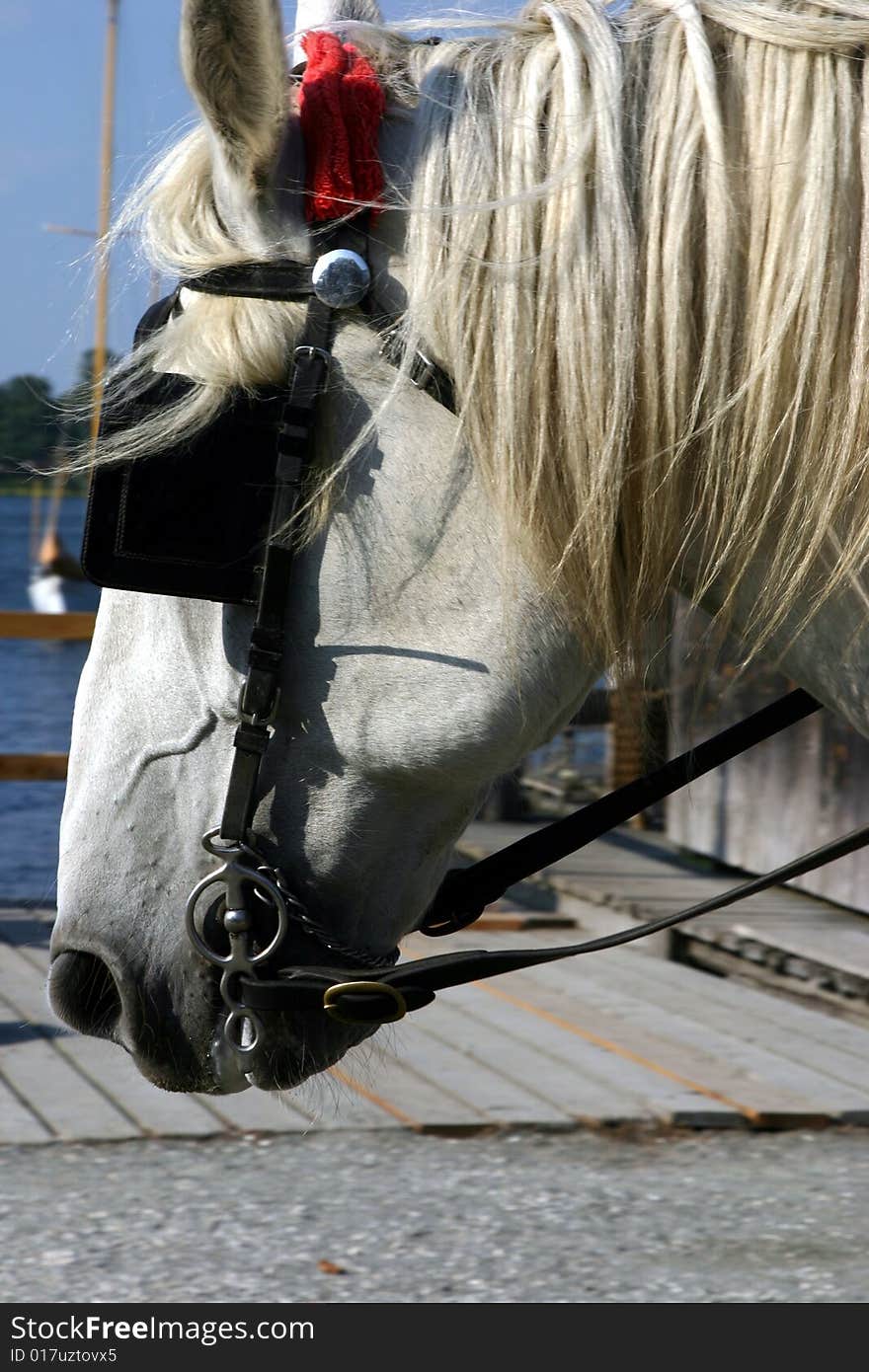 A traditional carthorse at Mystic Sea Village Connecticut. A traditional carthorse at Mystic Sea Village Connecticut