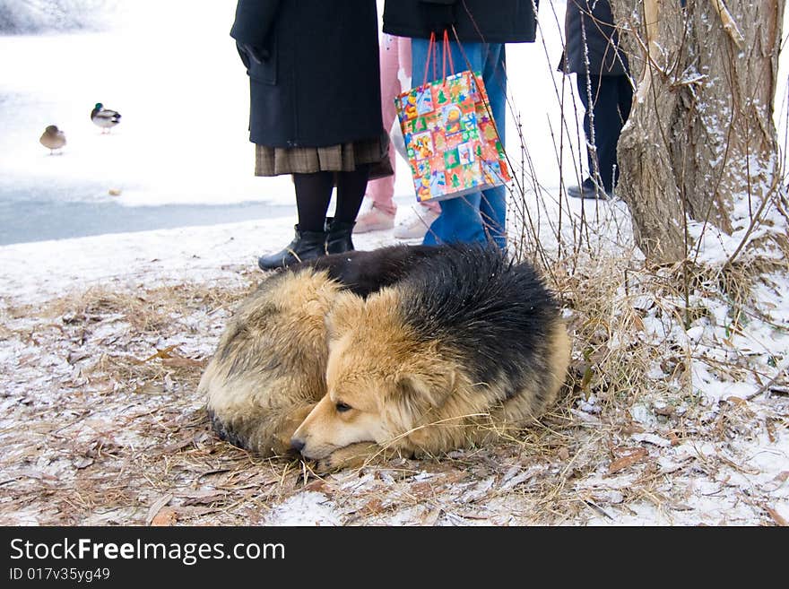 Stray dog in the snow with poeple watching wildlife on the edge of a lake. Stray dog in the snow with poeple watching wildlife on the edge of a lake