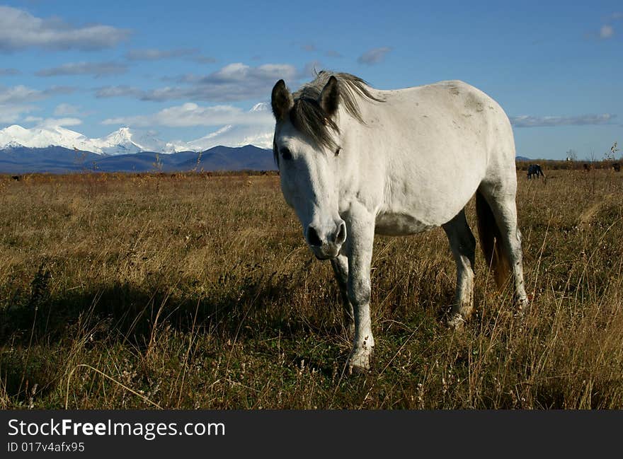 Horse grazes on autumn pasture