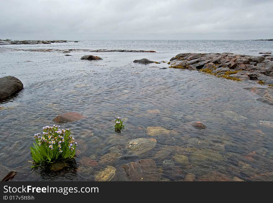 White sea 	(Russia) landscape with  island,  stones,  gray clouds and sea flowers. White sea 	(Russia) landscape with  island,  stones,  gray clouds and sea flowers