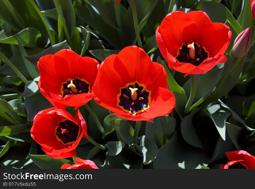 Red tulips in on the sun a garden with leaves. Red tulips in on the sun a garden with leaves