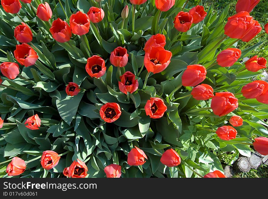 Red tulips in on the sun a garden with leaves. Red tulips in on the sun a garden with leaves