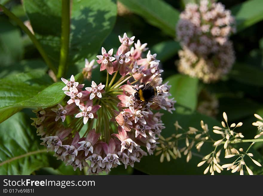 Bumblebee on a flower in a botanical garden