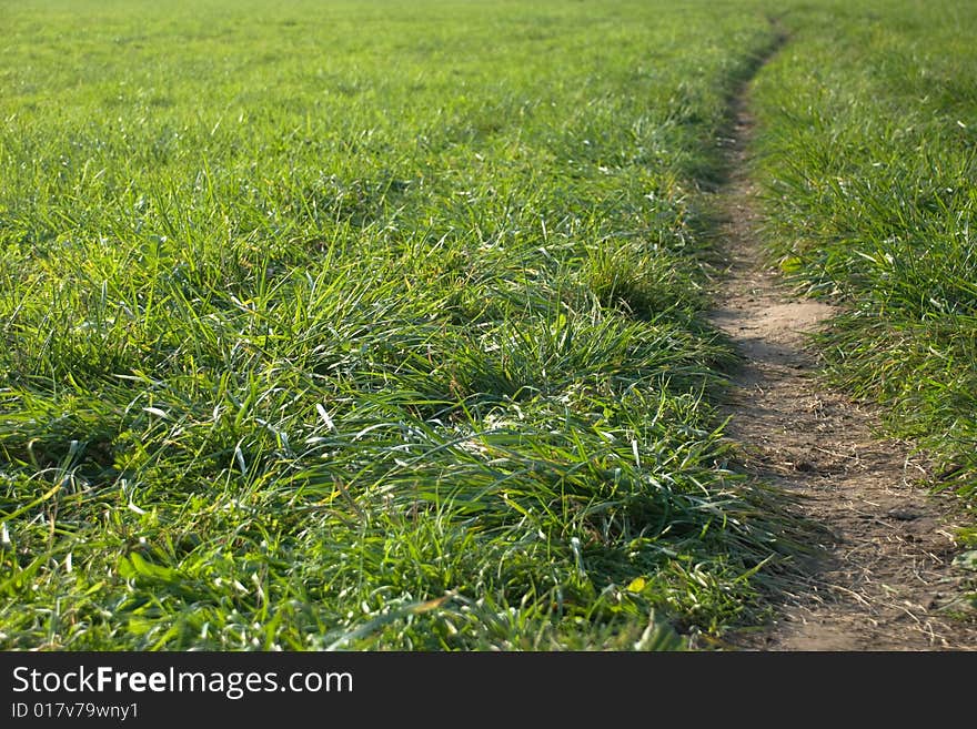 Path through green spring meadow