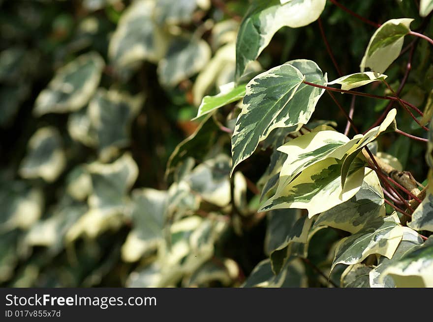 A fresh green background in nature