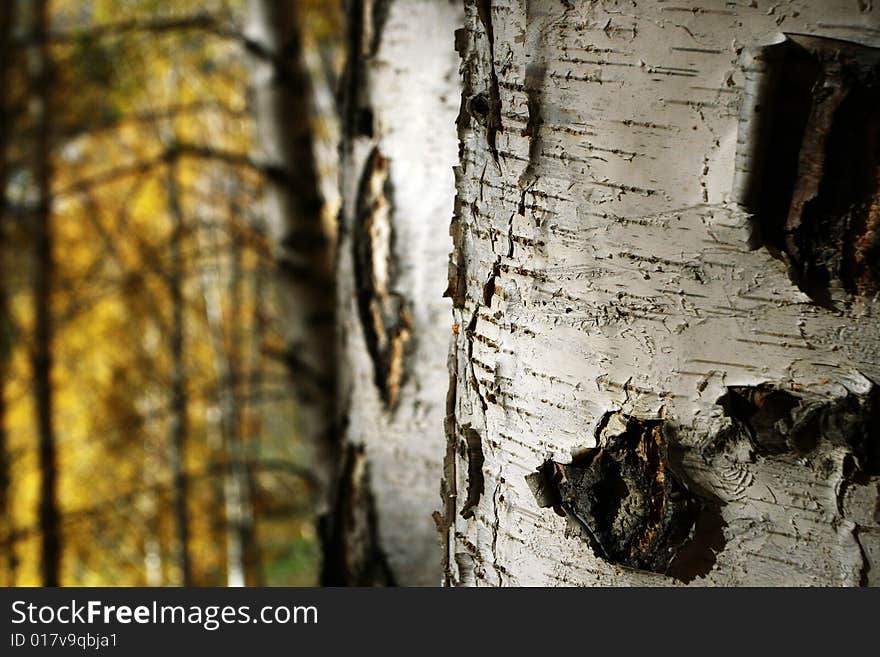 Birch wood on the way from Hemu village to Kanas, Northern Xinjiang, China. Birch wood on the way from Hemu village to Kanas, Northern Xinjiang, China