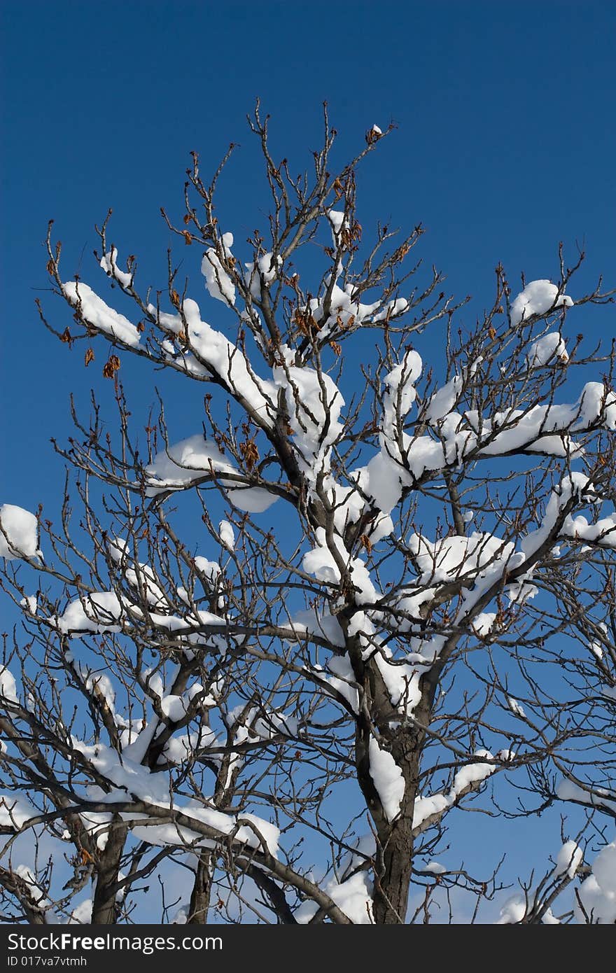 Snow brenches