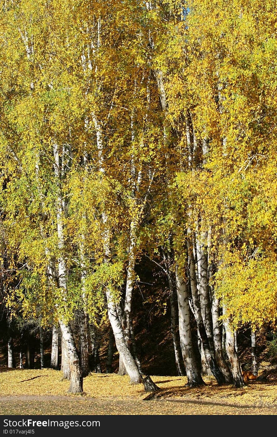 Birch wood on the way from Hemu village to Kanas, Northern Xinjiang, China. Birch wood on the way from Hemu village to Kanas, Northern Xinjiang, China