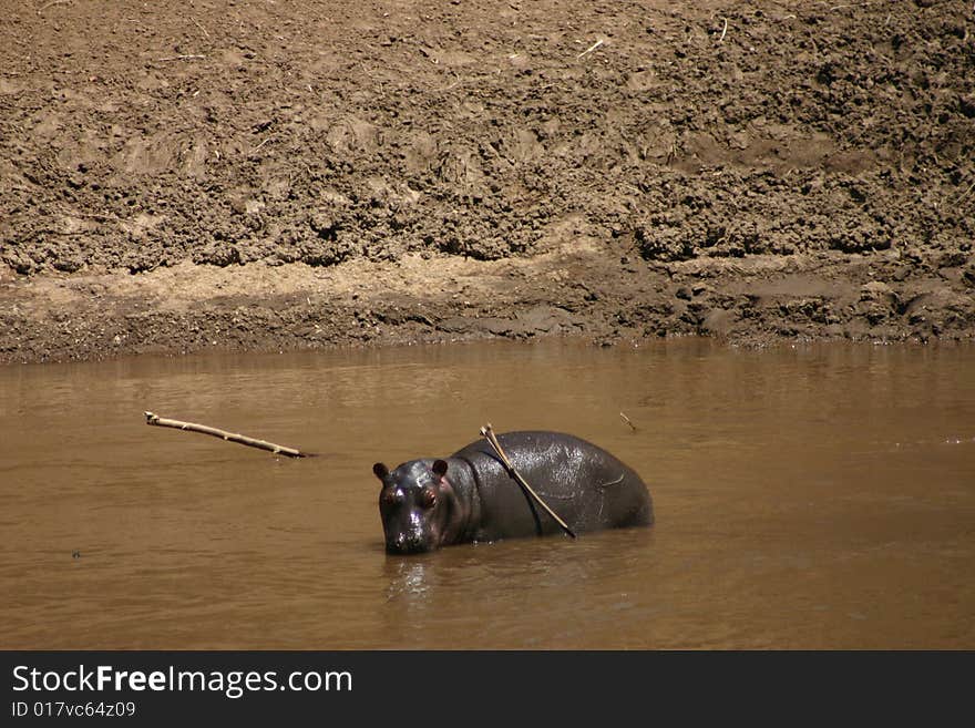 Baby Hippo in the river