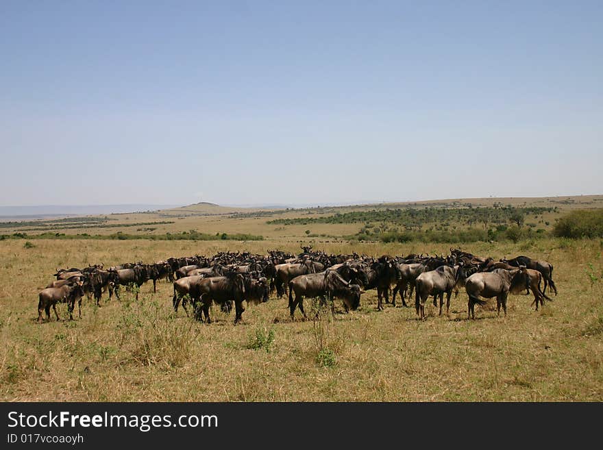 Wildebeast migration, the travel in group for safety reasons.