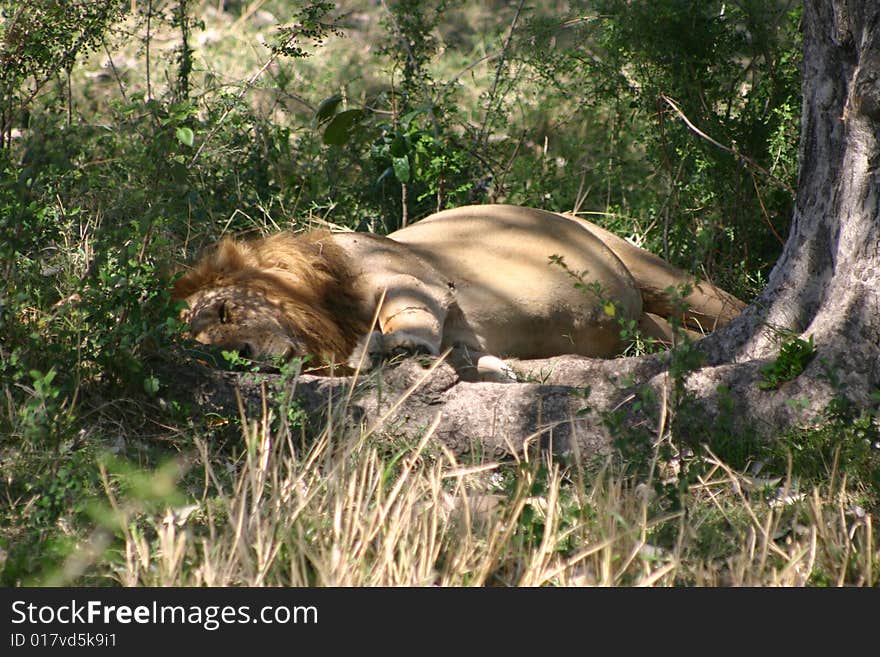 Resting lion in Kenya after a meal.