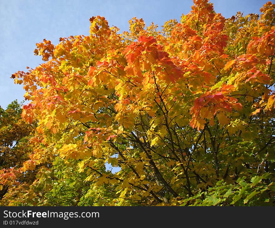 Autumn tree with colored leaves at blue sky. Autumn tree with colored leaves at blue sky