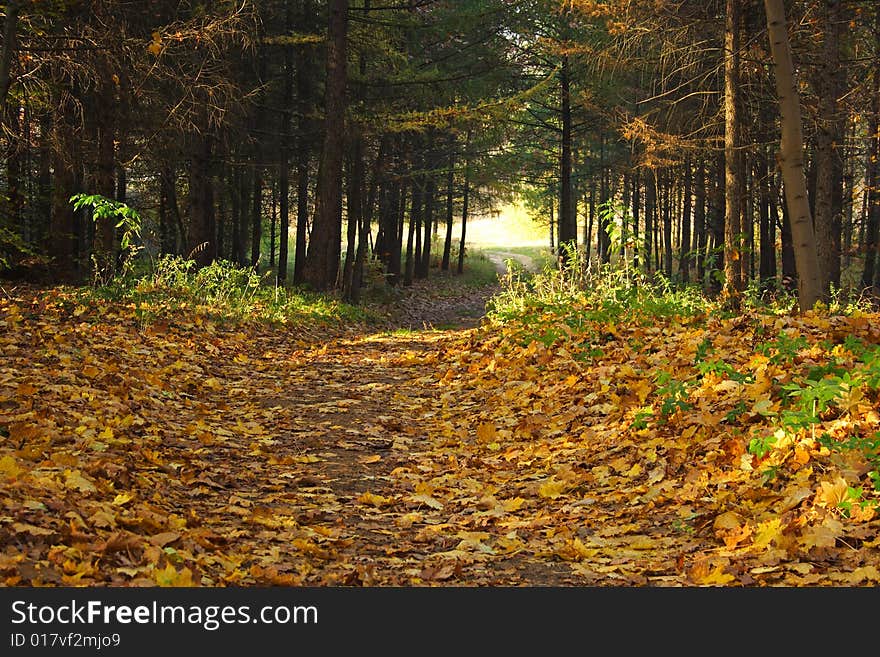 Path through the attractive forest. Path through the attractive forest