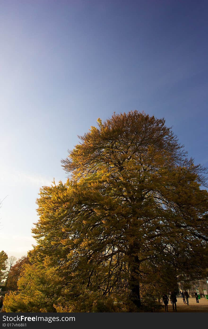 Tree in a beautiful autumn mood. Tree in a beautiful autumn mood.