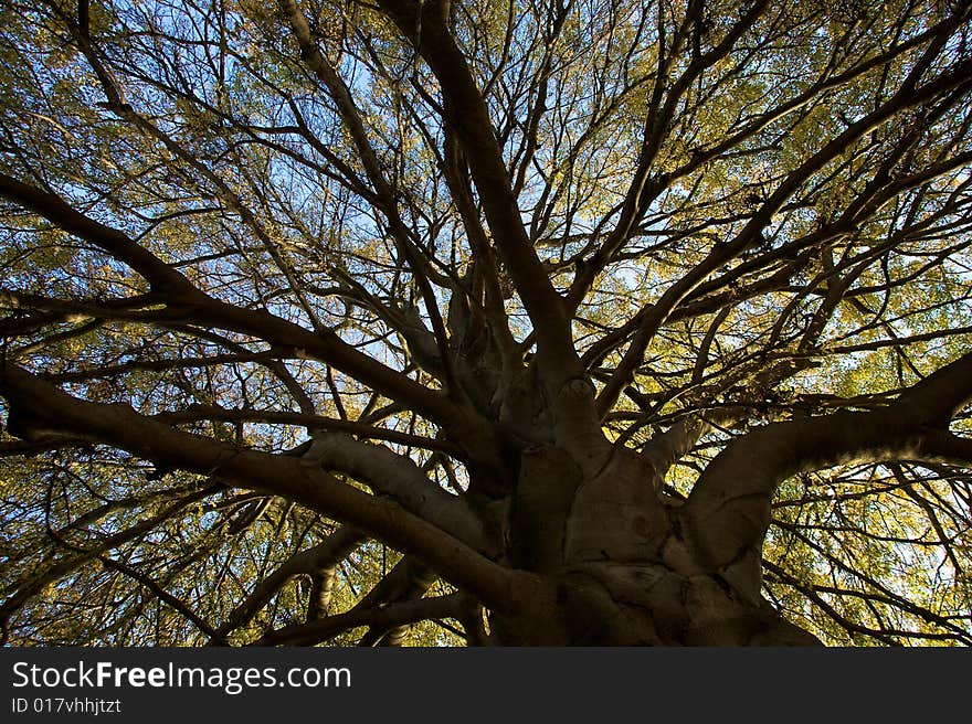 Tree details in a beautiful autumn mood. Tree details in a beautiful autumn mood.