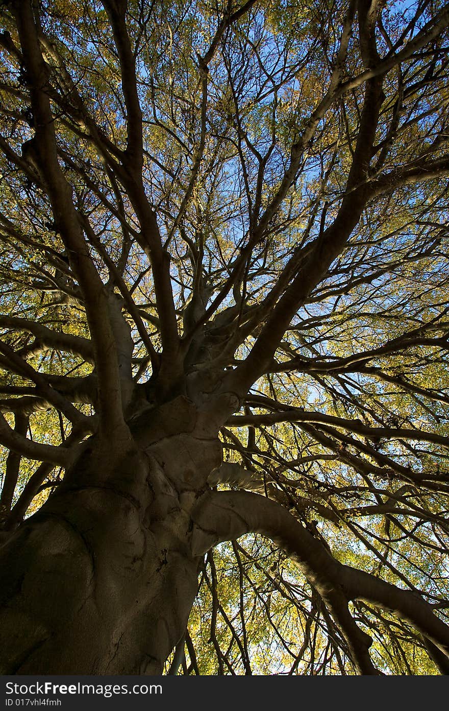 Autumn tree detail