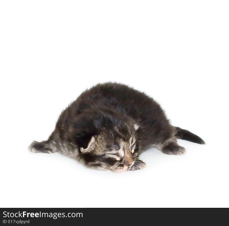 Small cat isolated on white