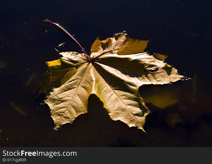 A maple leaf in a water. A maple leaf in a water